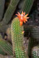 Foto grátis foto vertical de um cacto com uma linda flor de laranjeira