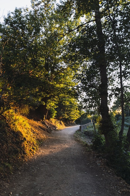 Foto vertical de um caminho com luz do sol