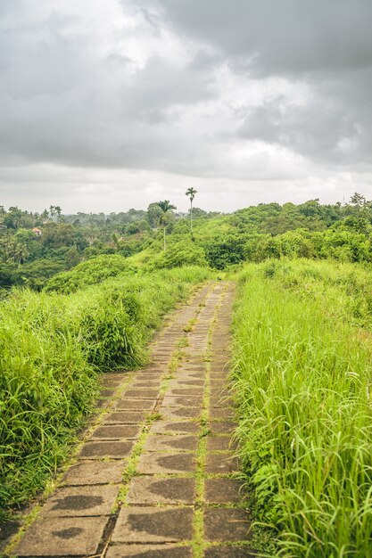 Foto vertical de um caminho forrado de grama