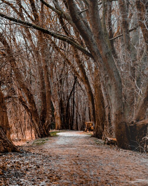 Foto vertical de um caminho no meio de uma floresta com árvores sem folhas