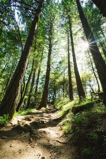 Foto vertical de um caminho subindo a colina cercado por árvores e grama com a luz do sol brilhando através