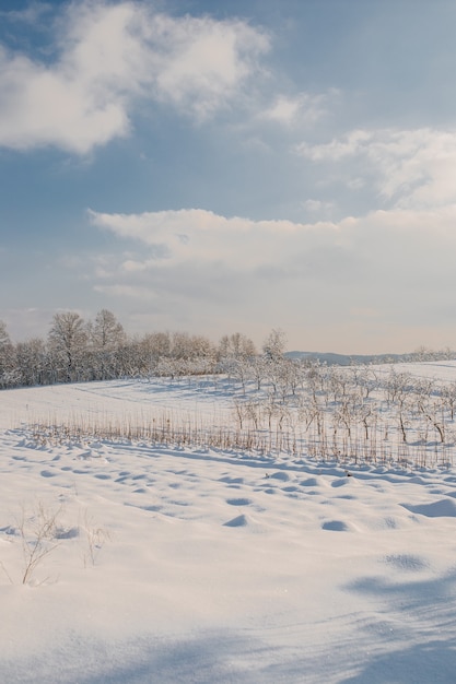 Foto vertical de um campo coberto de neve sob a luz do sol durante o dia