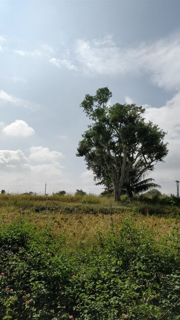 Foto vertical de um campo coberto de vegetação sob a luz do sol e um céu nublado durante o dia