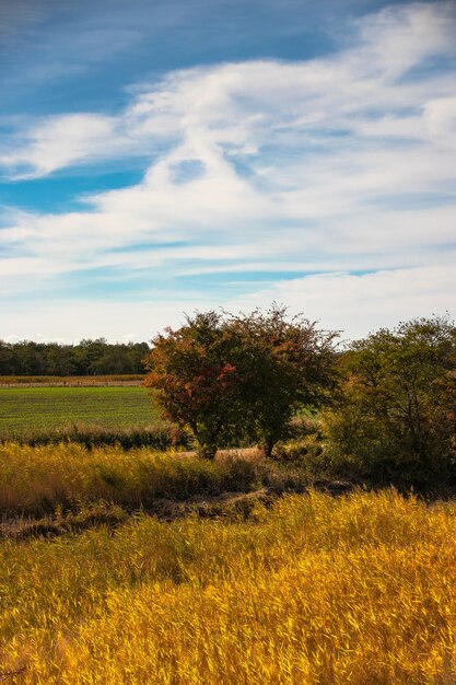 Foto vertical de um campo com árvores e um céu azul