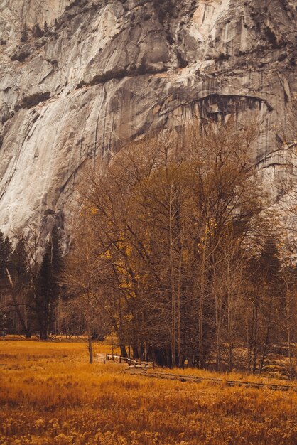 Foto vertical de um campo com árvores secas e uma rocha enorme