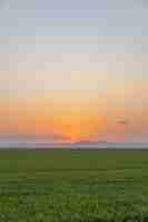 Foto grátis foto vertical de um campo de arroz capturada ao pôr do sol em albufera, valência, espanha