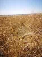 Foto grátis foto vertical de um campo de trigo sob a luz do sol