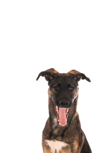 Foto vertical de um cão doméstico fofo com a língua de fora em uma parede branca