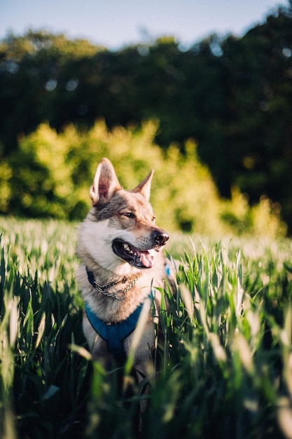 Foto vertical de um cão-lobo tchecoslovaco em um campo com grama alta durante o dia