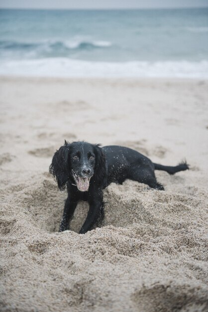 Foto vertical de um cão spaniel preto fofo brincando com areia na praia