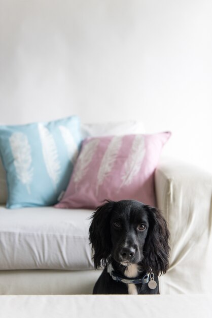 Foto vertical de um cão spaniel preto fofo sentado perto de um sofá perto da mesa