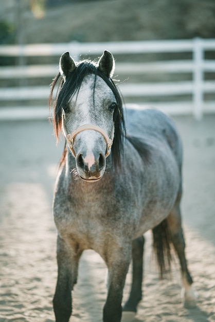 Foto vertical de um cavalo cinza com arnês em um terreno arenoso