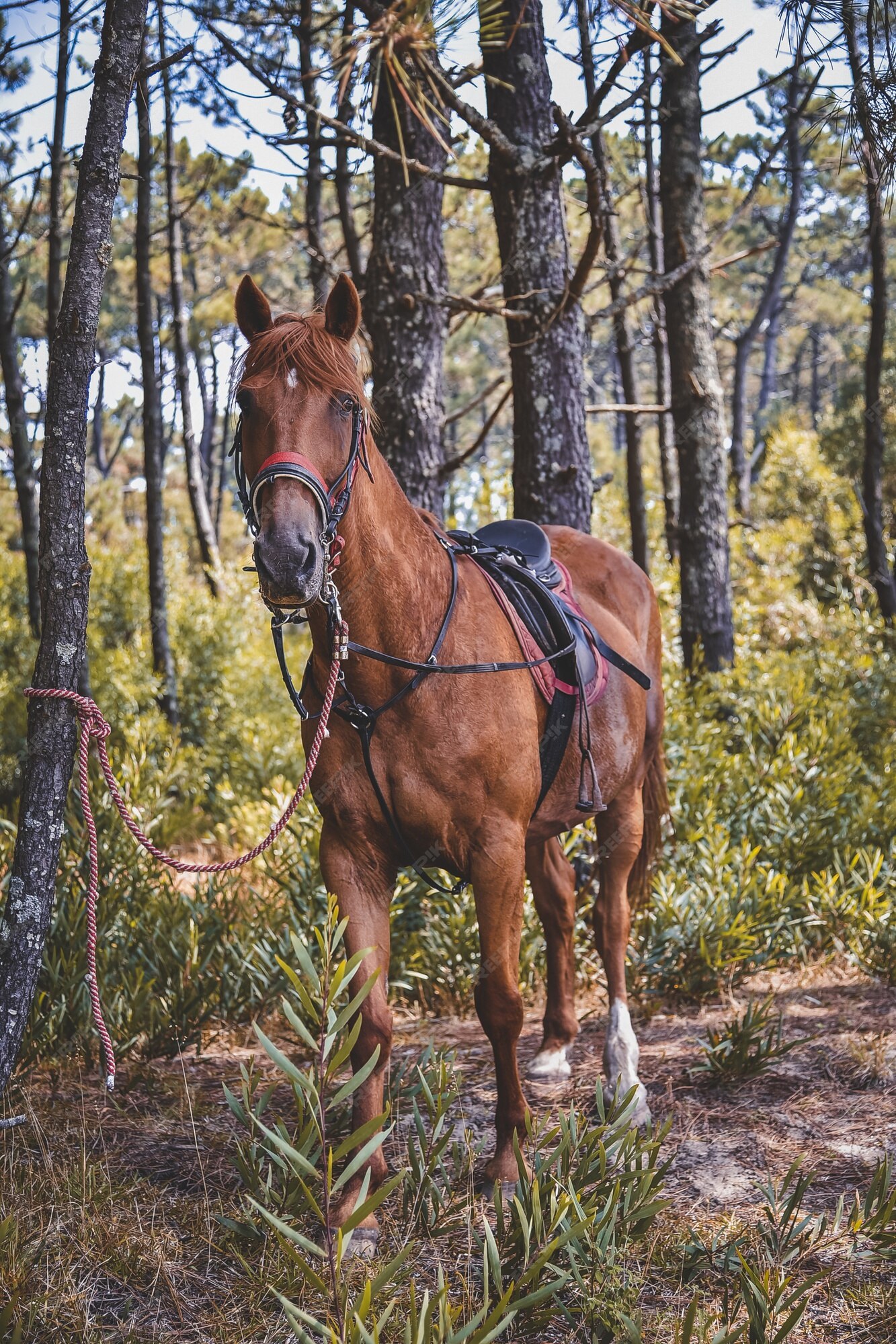 Retrato De Cavalo Da Frente Indo E Olhando Direto Para a Câmera Imagem de  Stock - Imagem de livre, cavalo: 227498407