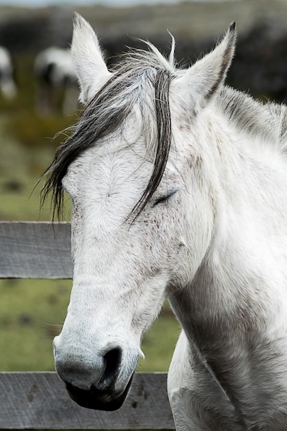 Foto vertical de um cavalo mustang branco com os olhos fechados