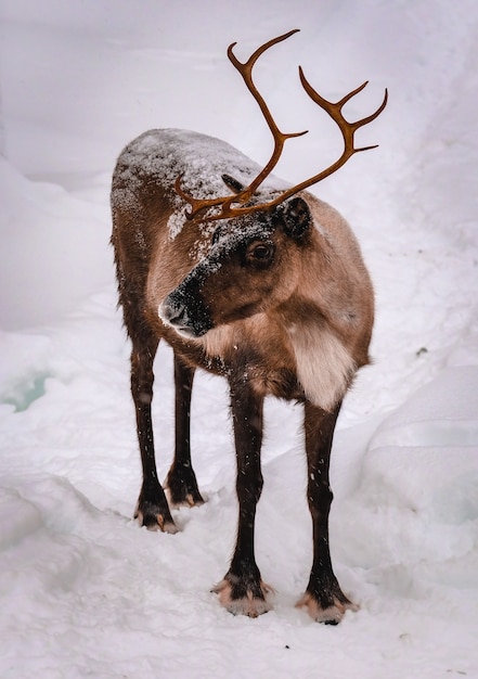 Foto vertical de um cervo na floresta de neve no inverno