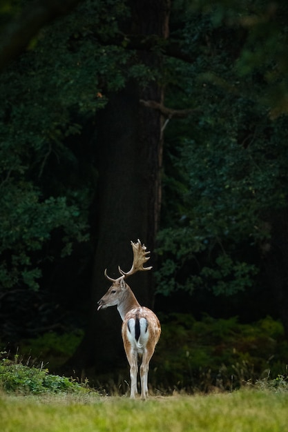 Foto vertical de um cervo no meio de uma floresta