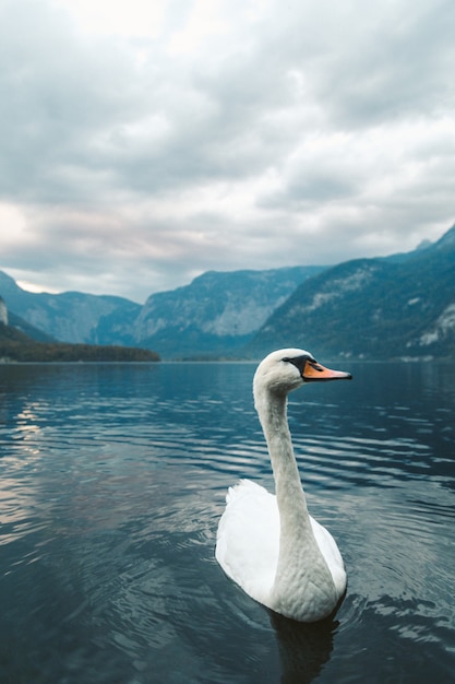 Foto vertical de um cisne branco nadando no lago em Hallstatt