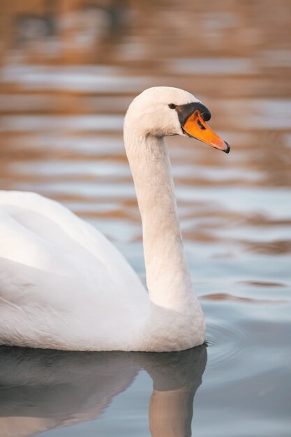 Foto vertical de um cisne mudo em um lago sob a luz do sol