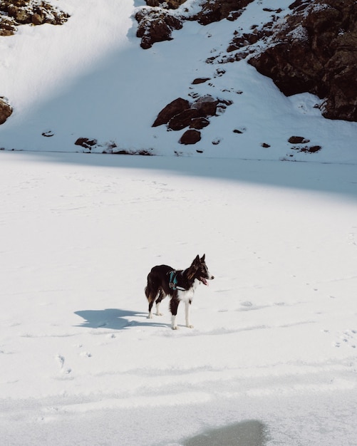 Foto vertical de um cumberland sheepdog em uma colina rochosa coberta de neve sob a luz do sol