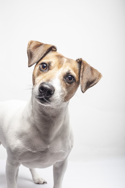 Foto vertical de um curioso Jack Russell Terrier