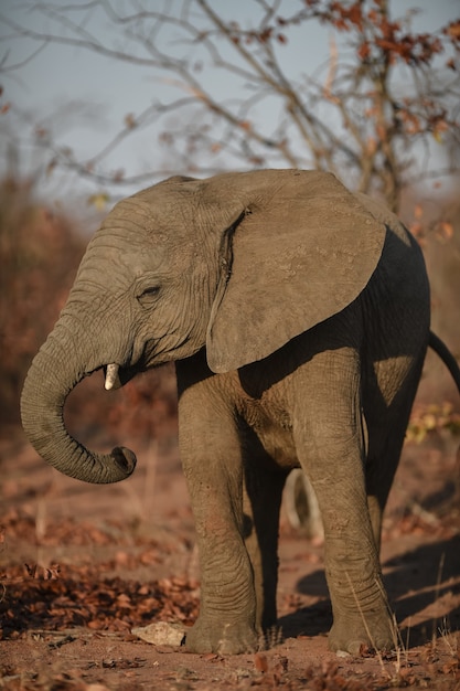 Foto grátis foto vertical de um elefante africano