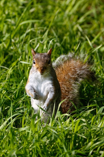 Foto vertical de um esquilo fofo na grama