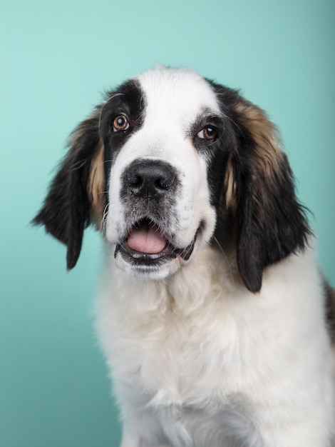 Foto vertical de um filhote de cachorro fofo de São Bernardo isolado em um fundo verde