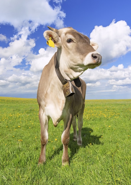 Foto vertical de um gado pastando em um prado coberto de grama, capturada em um dia ensolarado