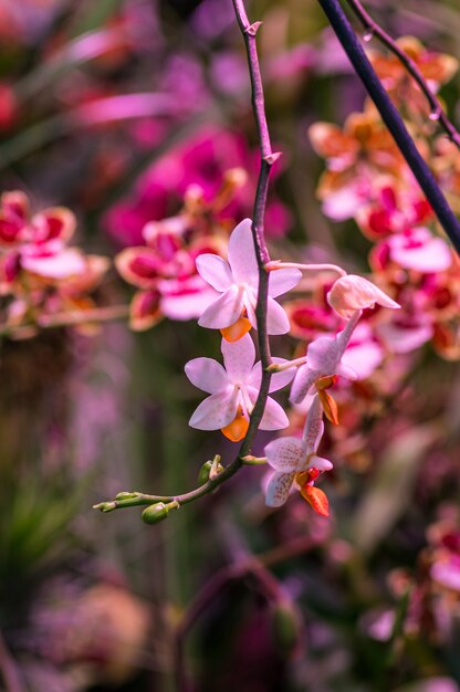 Foto vertical de um galho com flores cor de rosa
