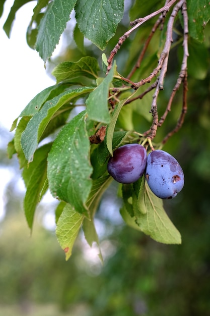 Foto vertical de um galho de ameixa frutado