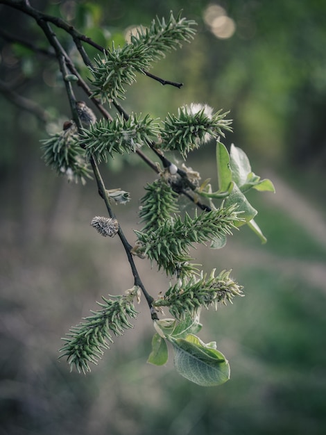 Foto vertical de um galho de pinheiro no fundo das luzes de bokeh