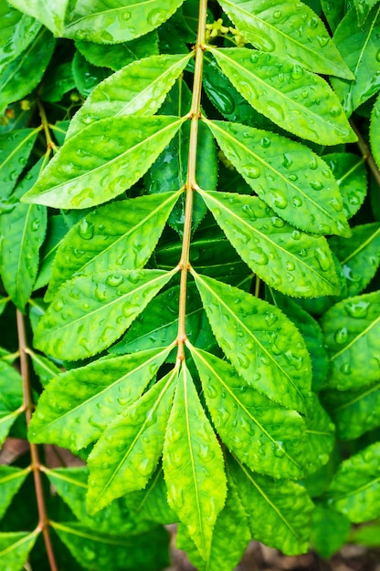 Foto vertical de um galho verde com gotas de chuva