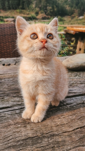 Foto grátis foto vertical de um gatinho ruivo fofo olhando para cima em uma mesa de madeira