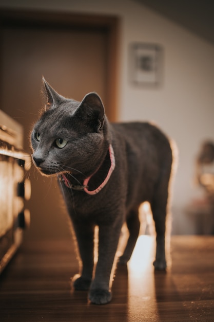 Foto vertical de um gato azul russo em casa