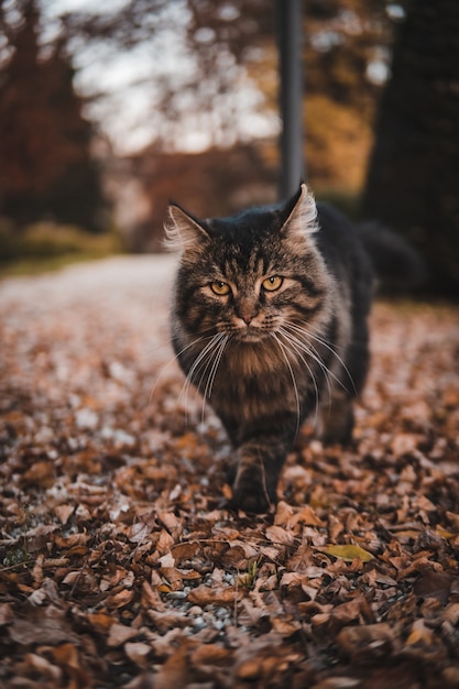 Foto vertical de um gato malhado caminhando no parque coberto de folhagens de outono