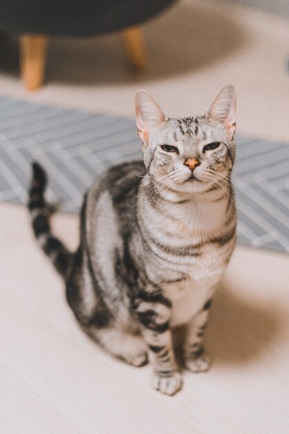 Foto vertical de um gato malhado cinza sentado em uma superfície branca com um rosto sonolento