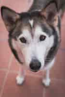 Foto grátis foto vertical de um husky siberiano no chão de ladrilhos durante o dia