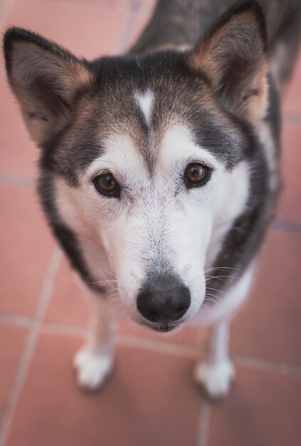 Foto vertical de um Husky Siberiano no chão de ladrilhos durante o dia