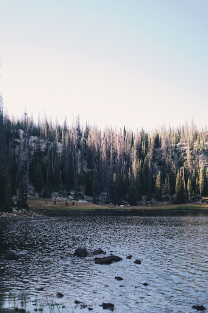 Foto vertical de um lago cercado por uma floresta