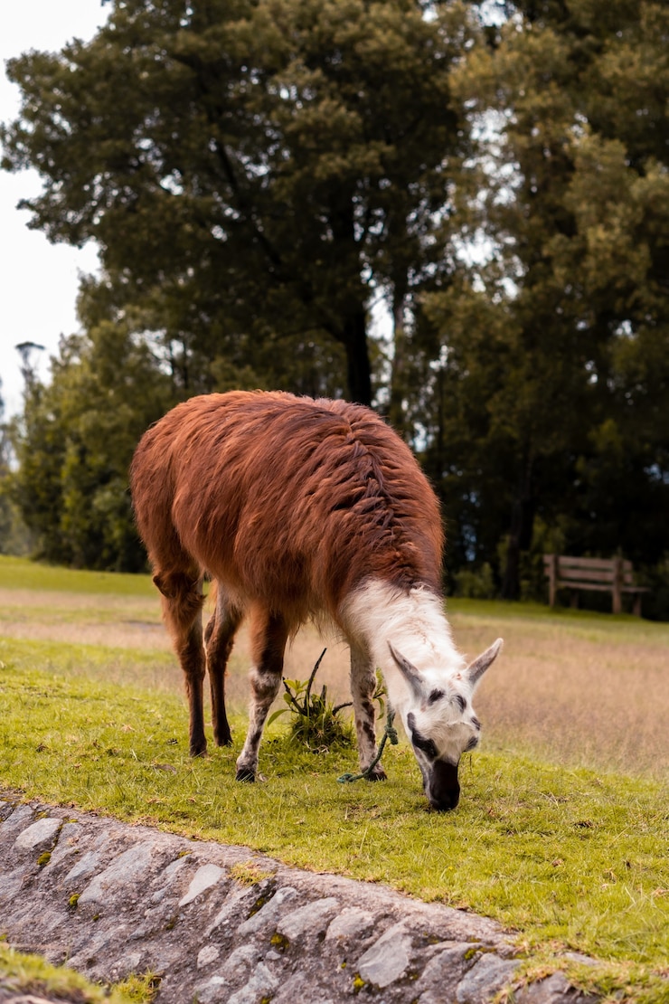 Foto grátis foto vertical de um lama pastando na natureza