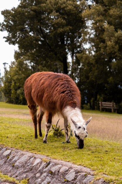 Foto vertical de um lama pastando na natureza