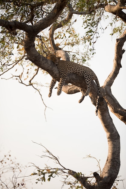 Foto vertical de um leopardo dormindo na árvore