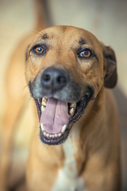 Foto vertical de um lindo cachorro marrom