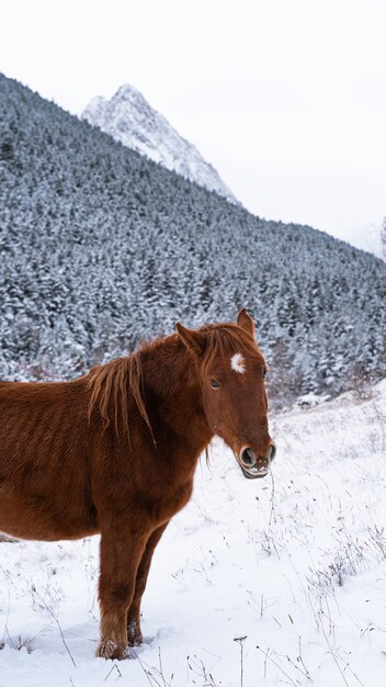 Foto vertical de um lindo cavalo vermelho perto de uma floresta de inverno