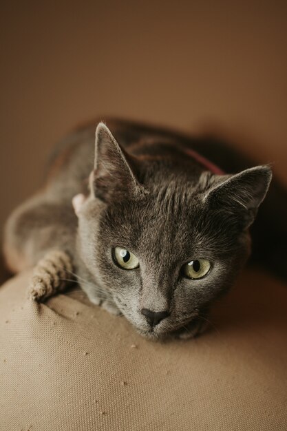 Foto vertical de um lindo gato cinza deitado no sofá
