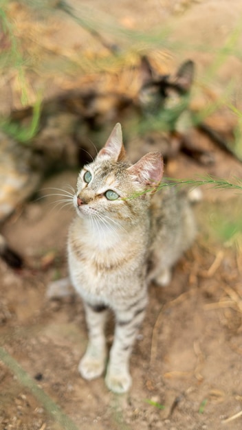 Foto vertical de um lindo gato Egeu