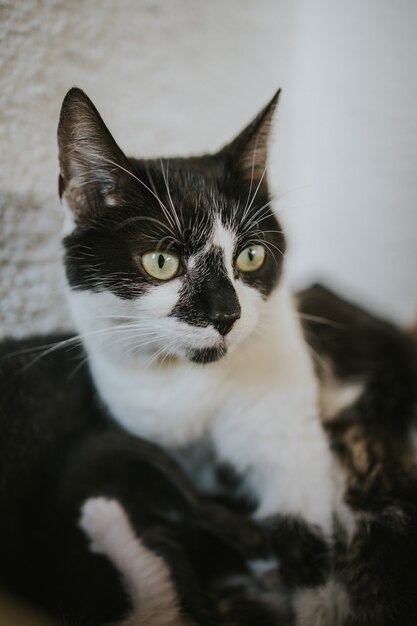 Foto vertical de um lindo gato preto e branco de olhos verdes