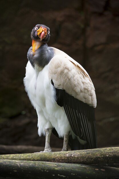 Foto vertical de um lindo pássaro condor empoleirado em um galho