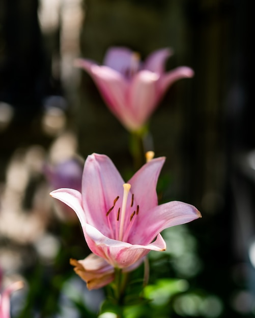 Foto vertical de um lírio rosa em um campo sob a luz do sol