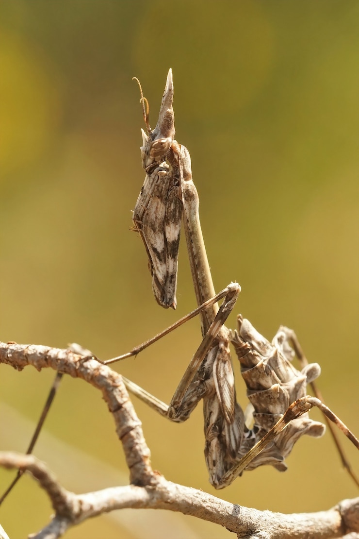 Foto grátis foto vertical de um louva-a-deus francês